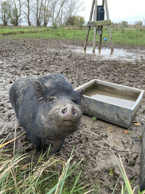 En af vores søde grise, Inspector Bacon